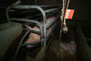 Sow in farrowing crate with piglets - Captured at Evans Piggery, Sebastian VIC Australia.