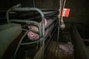 Sow in farrowing crate with piglets - Captured at Evans Piggery, Sebastian VIC Australia.