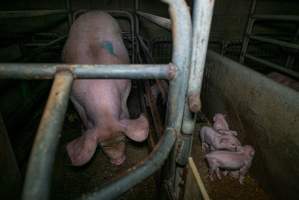 Sow in farrowing crate with piglets - Captured at Evans Piggery, Sebastian VIC Australia.