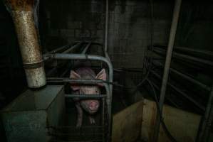 Sow in farrowing crate - Captured at Evans Piggery, Sebastian VIC Australia.