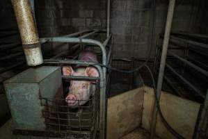 Sow in farrowing crate - Captured at Evans Piggery, Sebastian VIC Australia.