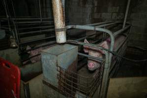 Sow in farrowing crate - Captured at Evans Piggery, Sebastian VIC Australia.