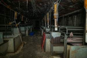 Looking down the aisle of farrowing shed - Captured at Evans Piggery, Sebastian VIC Australia.