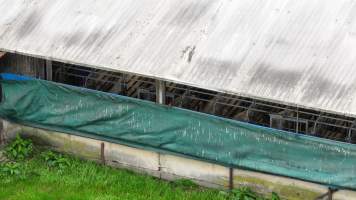 Sows in sow stalls - As seen through the open side of the shed from a drone. - Captured at Blackwoods Piggery, Trafalgar VIC Australia.