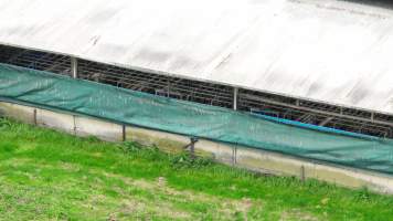 Sows in sow stalls - As seen through the open side of the shed from a drone. - Captured at Blackwoods Piggery, Trafalgar VIC Australia.