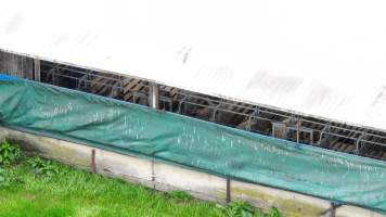 Sows in sow stalls - As seen through the open side of the shed from a drone. - Captured at Blackwoods Piggery, Trafalgar VIC Australia.