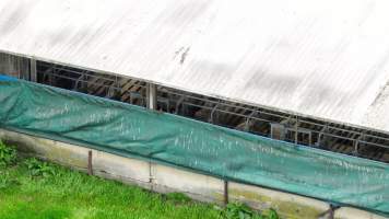 Sows in sow stalls - As seen through the open side of the shed from a drone. - Captured at Blackwoods Piggery, Trafalgar VIC Australia.