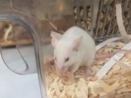 A male mouse kept in an Optimice cage - Optimice housing units used in laboratory setting and in TAFE/educational facilities with animal courses. Mice may sometimes be provided a toilet roll as 