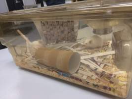 A pair of female mice in an Optimice cage, - Optimice housing units used in laboratory setting and in TAFE/educational facilities with animal courses. Mice may sometimes be provided a toilet roll as 