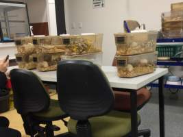 Eight Optimice cages in a TAFE classroom; four cages contain single males, four contain 2-3 females. Some are - Optimice housing units used in laboratory setting and in TAFE/educational facilities with animal courses. Mice may sometimes be provided a toilet roll as