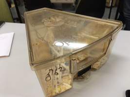 A pair of female mice in an Optimice cage, - Optimice housing units used in laboratory setting and in TAFE/educational facilities with animal courses. Mice may sometimes be provided a toilet roll as