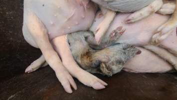 Factory Farming - IOWA FACTORY FARMING, TOSSING PIGS OUT INTO THE STREET, ZERO RESPECT FOR LIFE - Captured at KS.