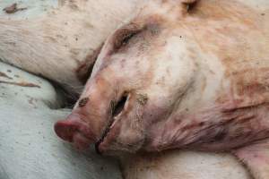 Factory Farming - IOWA FACTORY FARMING, TOSSING PIGS OUT INTO THE STREET, ZERO RESPECT FOR LIFE - Captured at KS.