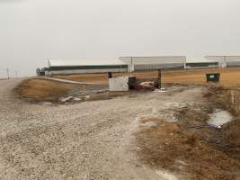 Factory Farming - IOWA FACTORY FARMING, TOSSING PIGS OUT INTO THE STREET, ZERO RESPECT FOR LIFE - Captured at KS.