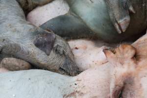 Factory Farming - IOWA FACTORY FARMING, TOSSING PIGS OUT INTO THE STREET, ZERO RESPECT FOR LIFE - Captured at KS.