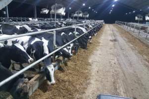 Intensive dairy shed - The Clymo's (