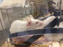 Newly ear-notched mice in Optimice cages, TAFE classroom - Optimice housing units used in laboratory setting and in TAFE/educational facilities with animal courses. Mice may sometimes be provided a toilet roll as