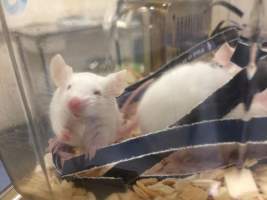 Newly ear-notched mice in Optimice cages, TAFE classroom - Optimice housing units used in laboratory setting and in TAFE/educational facilities with animal courses. Mice may sometimes be provided a toilet roll as