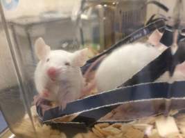 Newly ear-notched mice in Optimice cages, TAFE classroom - Optimice housing units used in laboratory setting and in TAFE/educational facilities with animal courses. Mice may sometimes be provided a toilet roll as 