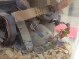Newly ear-notched mice in Optimice cages, TAFE classroom - Optimice housing units used in laboratory setting and in TAFE/educational facilities with animal courses. Mice may sometimes be provided a toilet roll as