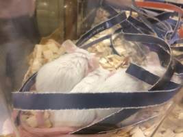 Newly ear-notched mice in Optimice cages, TAFE classroom - Optimice housing units used in laboratory setting and in TAFE/educational facilities with animal courses. Mice may sometimes be provided a toilet roll as