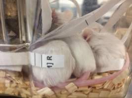 Newly ear-notched mice in Optimice cages, TAFE classroom - Optimice housing units used in laboratory setting and in TAFE/educational facilities with animal courses. Mice may sometimes be provided a toilet roll as
