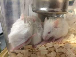 Newly ear-notched mice in Optimice cages, TAFE classroom - Optimice housing units used in laboratory setting and in TAFE/educational facilities with animal courses. Mice may sometimes be provided a toilet roll as 