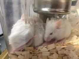Newly ear-notched mice in Optimice cages, TAFE classroom - Optimice housing units used in laboratory setting and in TAFE/educational facilities with animal courses. Mice may sometimes be provided a toilet roll as