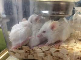 Newly ear-notched mice in Optimice cages, TAFE classroom - Optimice housing units used in laboratory setting and in TAFE/educational facilities with animal courses. Mice may sometimes be provided a toilet roll as