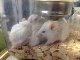 Newly ear-notched mice in Optimice cages, TAFE classroom - Optimice housing units used in laboratory setting and in TAFE/educational facilities with animal courses. Mice may sometimes be provided a toilet roll as 