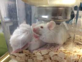 Newly ear-notched mice in Optimice cages, TAFE classroom - Optimice housing units used in laboratory setting and in TAFE/educational facilities with animal courses. Mice may sometimes be provided a toilet roll as 