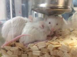 Newly ear-notched mice in Optimice cages, TAFE classroom - Optimice housing units used in laboratory setting and in TAFE/educational facilities with animal courses. Mice may sometimes be provided a toilet roll as