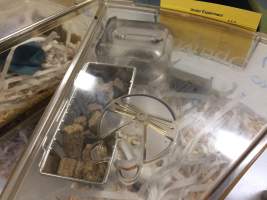 Mice in Optimice cages, TAFE classroom - Optimice housing units used in laboratory setting and in TAFE/educational facilities with animal courses. Mice may sometimes be provided a toilet roll as