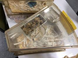 Mice in Optimice cages, TAFE classroom - Optimice housing units used in laboratory setting and in TAFE/educational facilities with animal courses. Mice may sometimes be provided a toilet roll as