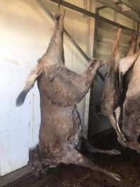 Deer and kangaroo in chiller - A whistleblower advised that the knackery is staffed mostly by exploited temporary visa holders who are encouraged to smoke and drink whilst working. - Captured at Victorian Petfood Processors, Tandarook VIC Australia.