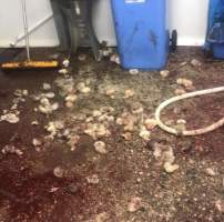 Kangaroo testicles - A whistleblower advised that the knackery is staffed mostly by exploited temporary visa holders who are encouraged to smoke and drink whilst working. - Captured at Victorian Petfood Processors, Tandarook VIC Australia.
