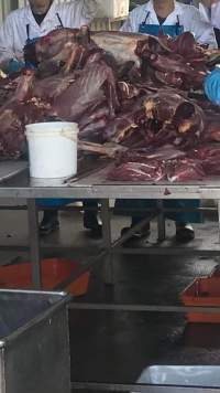 Kangaroo bodies - A whistleblower advised that the knackery is staffed mostly by exploited temporary visa holders who are encouraged to smoke and drink whilst working. - Captured at Victorian Petfood Processors, Tandarook VIC Australia.