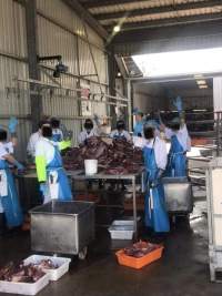 Chopping up kangaroos - A whistleblower advised that the knackery is staffed mostly by exploited temporary visa holders who are encouraged to smoke and drink whilst working. - Captured at Victorian Petfood Processors, Tandarook VIC Australia.