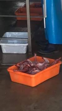 Kangaroo forearms - A whistleblower advised that the knackery is staffed mostly by exploited temporary visa holders who are encouraged to smoke and drink whilst working. - Captured at Victorian Petfood Processors, Tandarook VIC Australia.