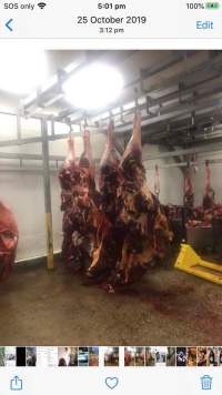 Cows - A whistleblower advises that Victorian Petfood Processor facilities are revolting and rife with cross contamination. The workers are mostly exploited migrants working in dangerous conditions and encouraged to smoke and drink on the job. - Captured at Seymour Knackery, Seymour VIC Australia.