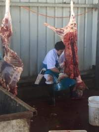 Sheep or goat - A whistleblower advises that Victorian Petfood Processor facilities are revolting and rife with cross contamination. The workers are mostly exploited migrants working in dangerous conditions and encouraged to smoke and drink on the job. - Captured at Seymour Knackery, Seymour VIC Australia.