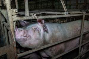 Sow in sow stall - Captured at Midland Bacon, Carag Carag VIC Australia.