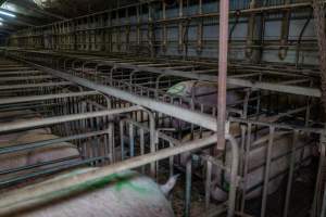 Sows in sow stalls - Captured at Midland Bacon, Carag Carag VIC Australia.