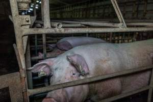 Sows in sow stalls - Captured at Midland Bacon, Carag Carag VIC Australia.