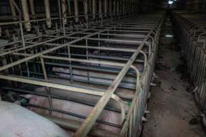 Sows in sow stalls - Captured at Midland Bacon, Carag Carag VIC Australia.