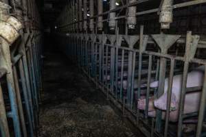 Sows in sow stalls - Captured at Midland Bacon, Carag Carag VIC Australia.