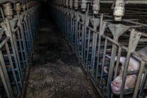 Sows in sow stalls - Captured at Midland Bacon, Carag Carag VIC Australia.