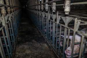 Sows in sow stalls - Captured at Midland Bacon, Carag Carag VIC Australia.