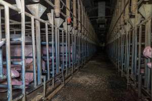 Sows in sow stalls - Captured at Midland Bacon, Carag Carag VIC Australia.