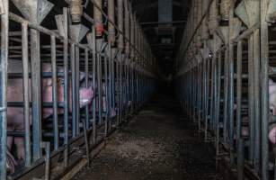 Sows in sow stalls - Captured at Midland Bacon, Carag Carag VIC Australia.